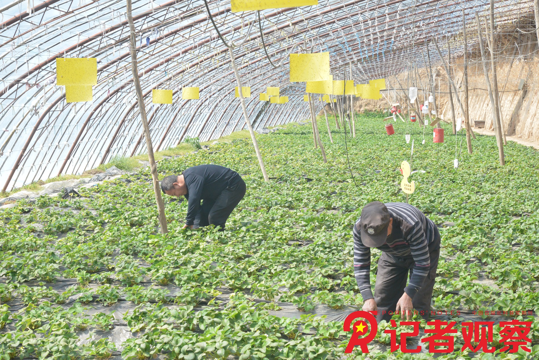 3月20日,，晉中市榆次區(qū)莊子鄉(xiāng)莊子村果農(nóng)管理看護草莓  梁書寧