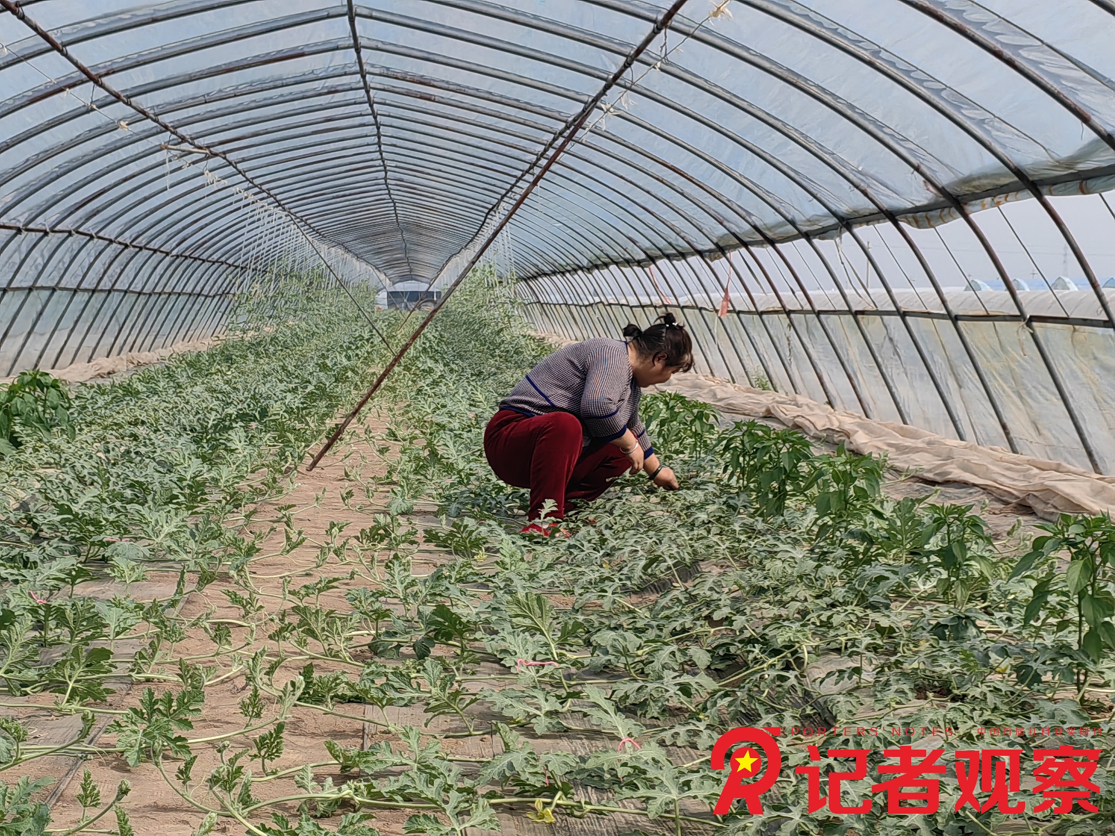 3月26日 永濟市虞鄉(xiāng)鎮(zhèn)清華村 農(nóng)戶 在大棚內為西瓜授粉
