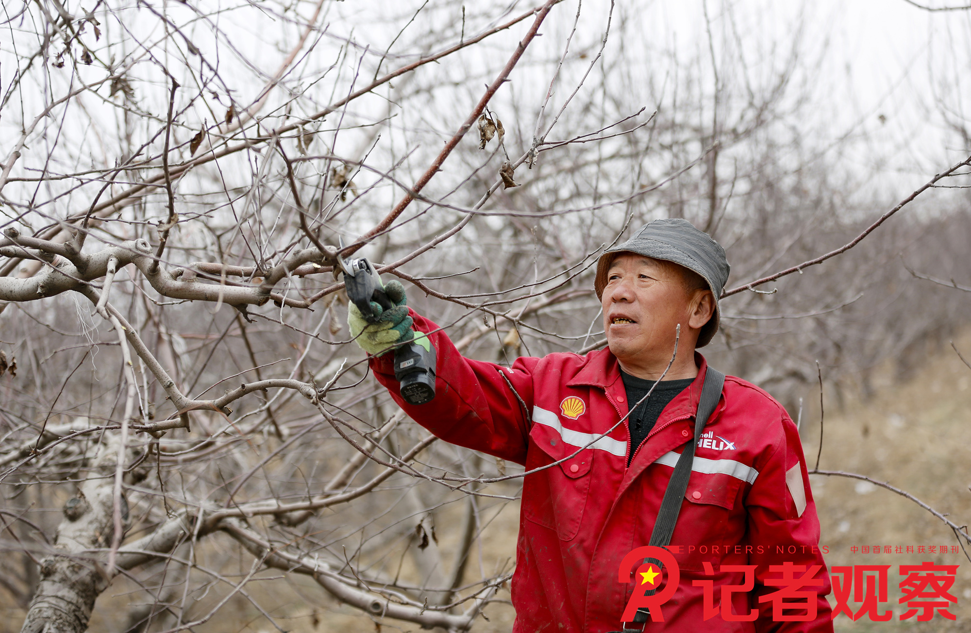 2024年3月13日,，在山西省臨汾市襄汾縣新城鎮(zhèn)南村,，果農(nóng)正在對果園開展春剪作業(yè)。