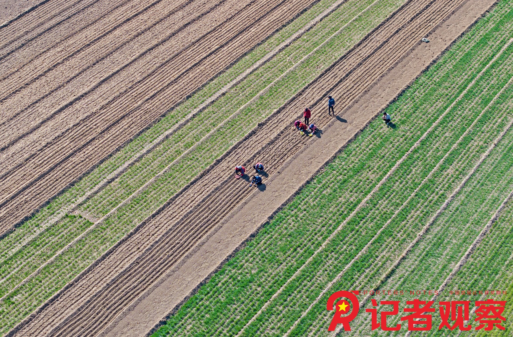 2024年3月19日,，在山西省臨汾市襄汾縣陶寺鄉(xiāng)小梁村，農(nóng)民在田間種植中藥材紫苑,。