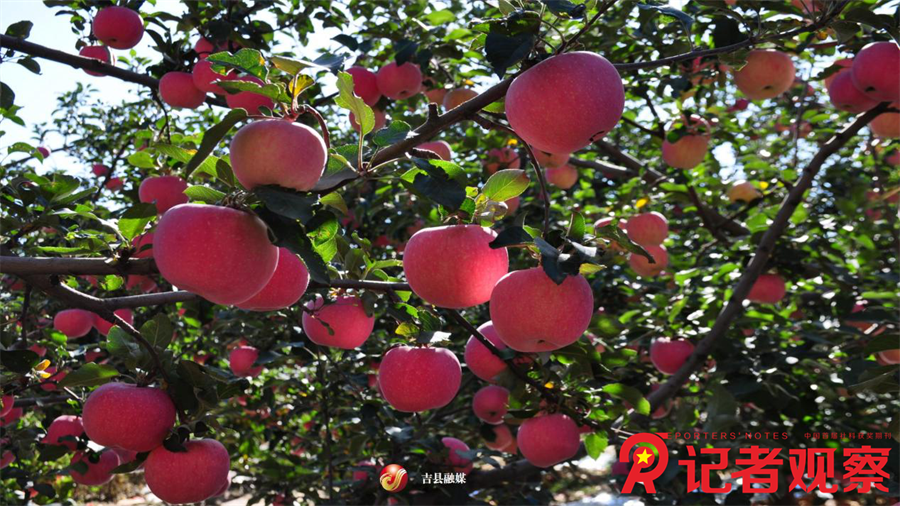 圖片4吉縣蘋果