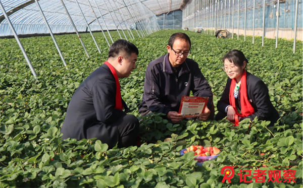 工作人員深入草莓大棚了解草莓種植戶金融需求